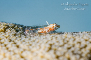 Tiny fish in Coral, Klein Boraire by Alejandro Topete 